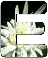 Blumenbuchstabe-E.jpg